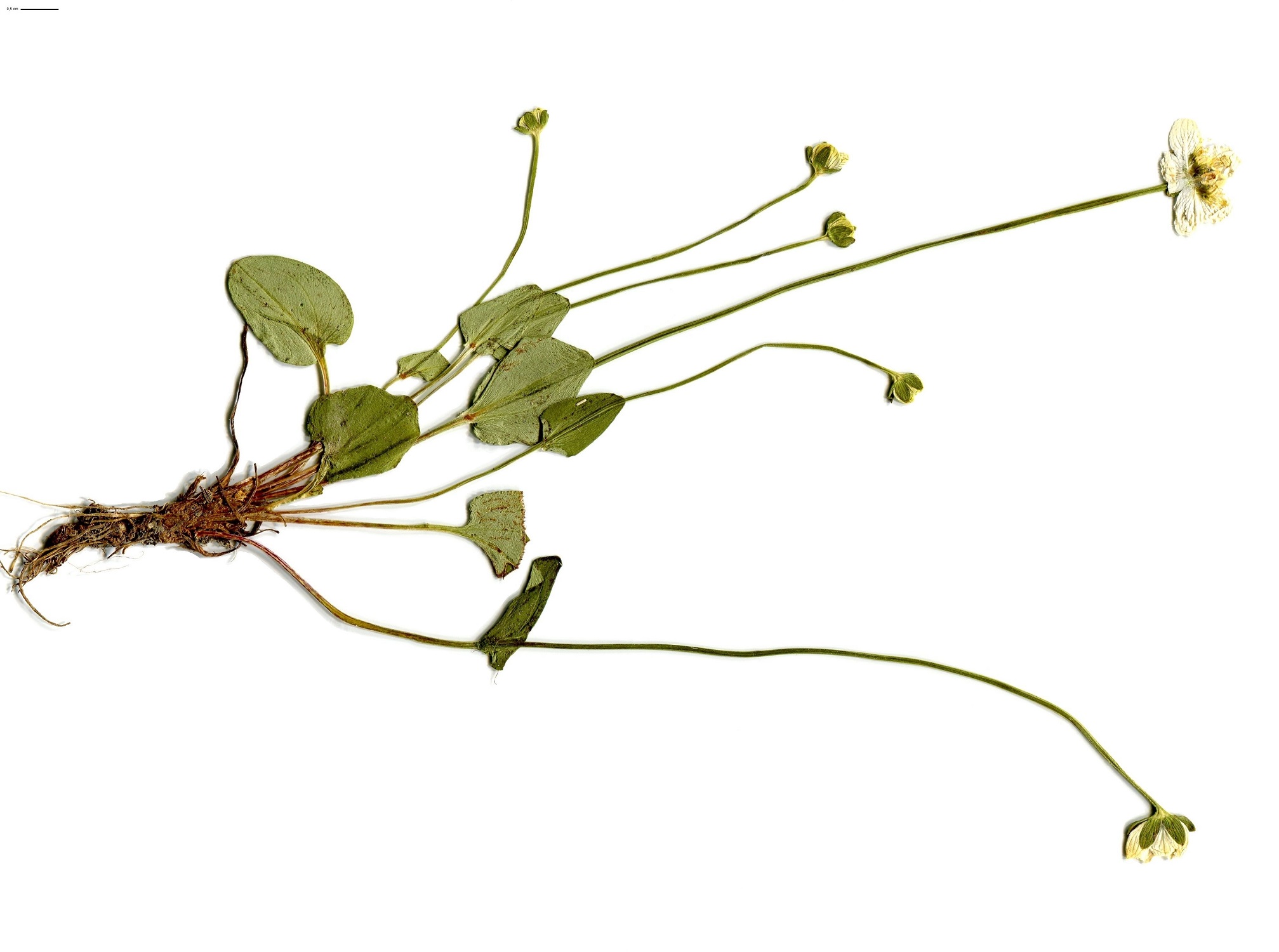 Parnassia palustris subsp. palustris (Celastraceae)